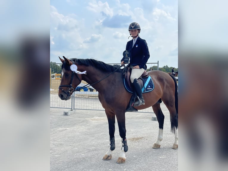 Weitere Warmblüter Hengst 5 Jahre 168 cm Rotbrauner in Radovljica