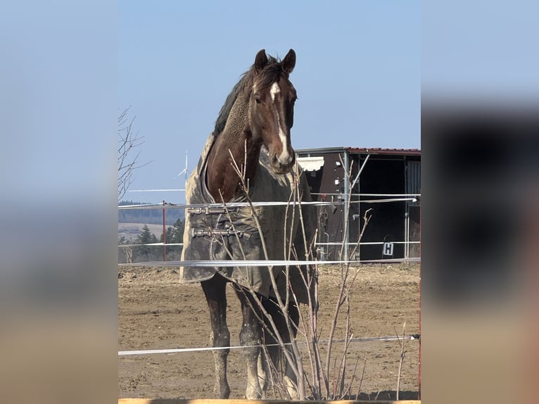 Weitere Warmblüter Hengst 6 Jahre 183 cm  in Taunusstein