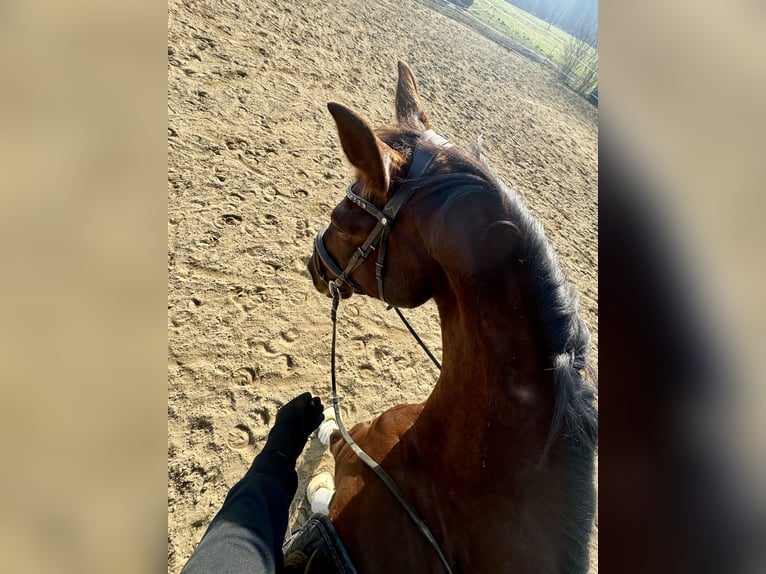 Weitere Warmblüter Hengst 6 Jahre 183 cm  in Taunusstein