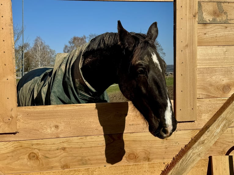 Weitere Warmblüter Hengst 6 Jahre 183 cm  in Taunusstein