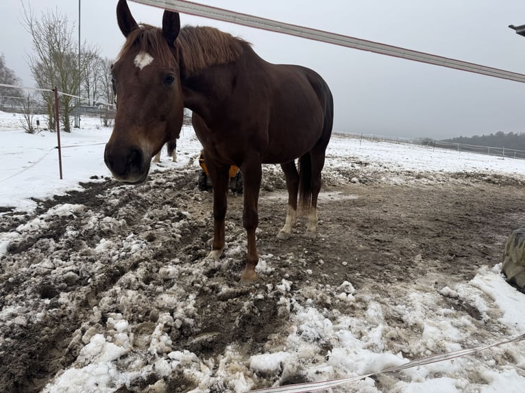 Weitere Warmblüter Hengst 6 Jahre 183 cm  in Taunusstein