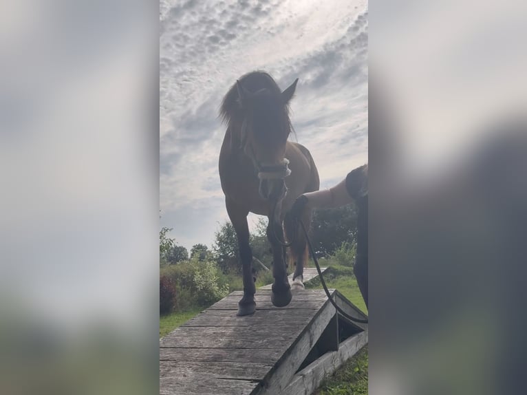 Weitere Warmblüter Mix Hengst 7 Jahre 164 cm Buckskin in Langeln