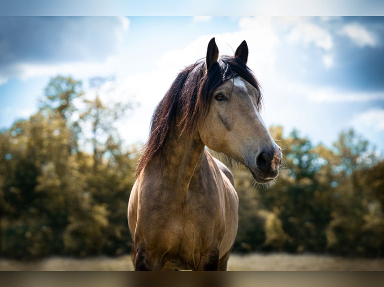 Weitere Warmblüter Mix Hengst 7 Jahre 164 cm Buckskin in Langeln