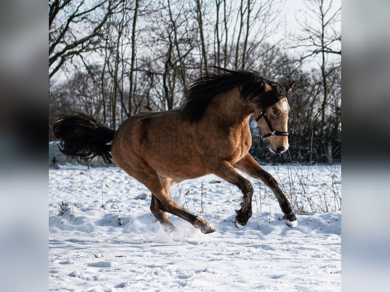 Weitere Warmblüter Mix Hengst 7 Jahre 164 cm Buckskin in Langeln