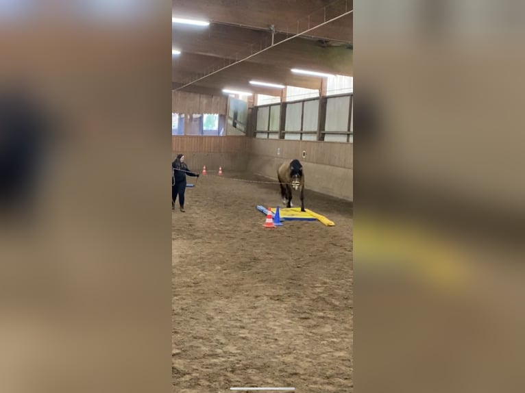 Weitere Warmblüter Mix Hengst 7 Jahre 164 cm Buckskin in Langeln