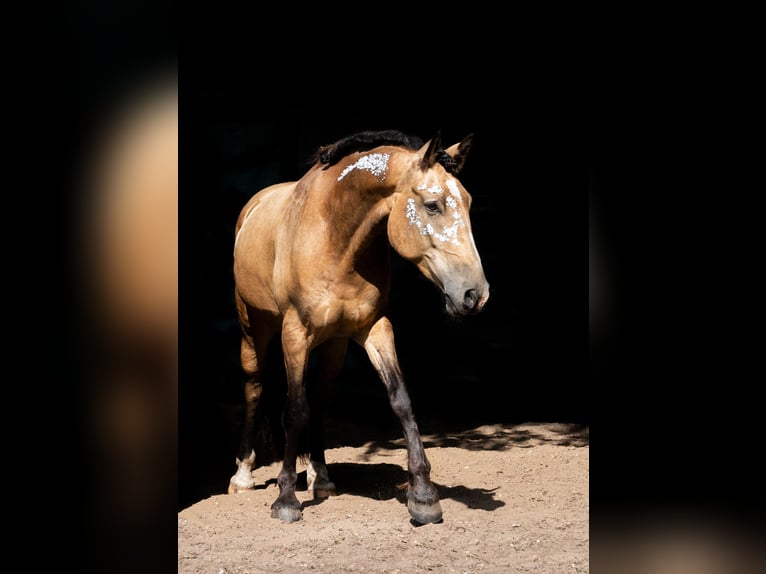 Weitere Warmblüter Mix Hengst 7 Jahre 164 cm Buckskin in Langeln