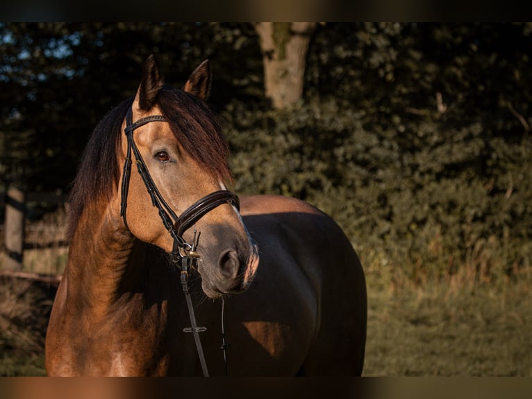 Weitere Warmblüter Mix Hengst 7 Jahre 164 cm Buckskin in Langeln