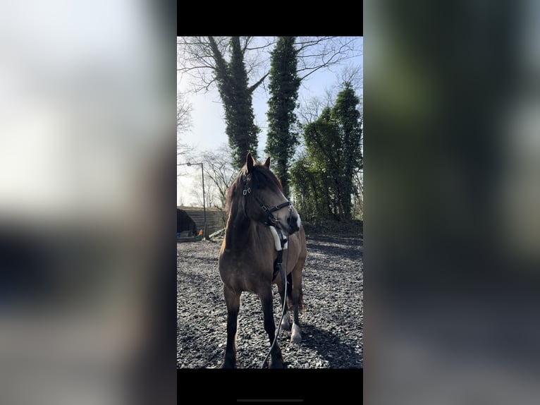 Weitere Warmblüter Mix Hengst 7 Jahre 164 cm Buckskin in Langeln