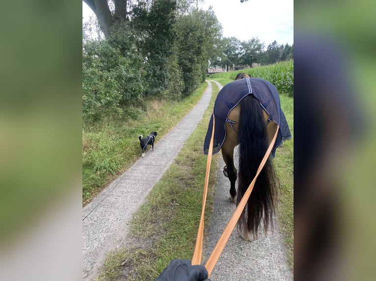 Weitere Warmblüter Mix Hengst 7 Jahre 164 cm Buckskin in Langeln