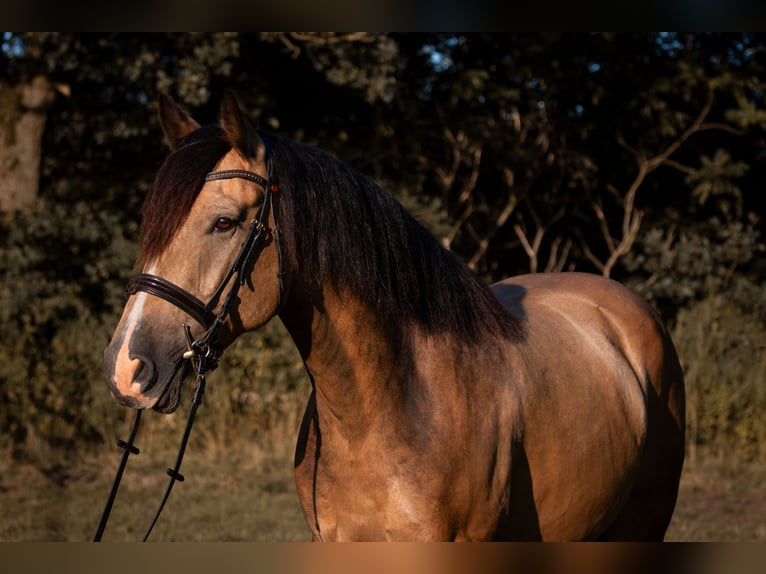Weitere Warmblüter Mix Hengst 7 Jahre 164 cm Buckskin in Langeln