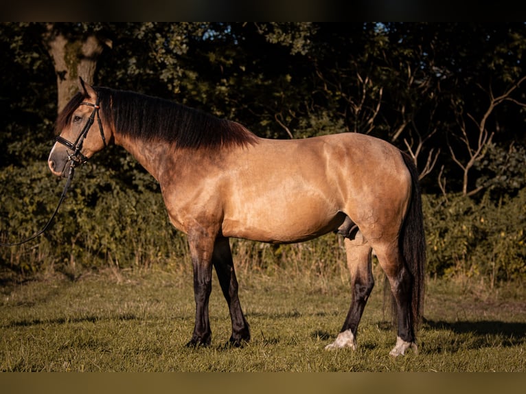 Weitere Warmblüter Mix Hengst 7 Jahre 164 cm Buckskin in Langeln