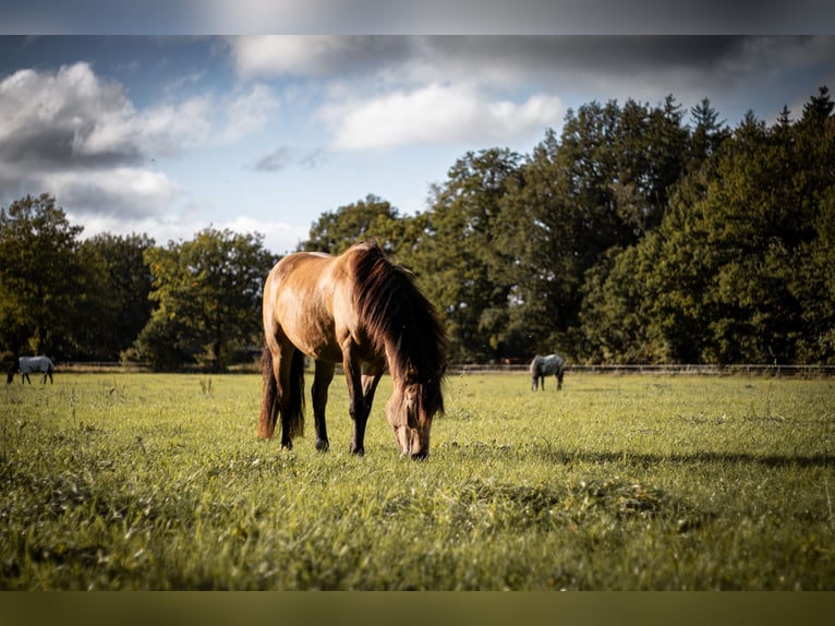 Weitere Warmblüter Mix Hengst 7 Jahre 164 cm Buckskin in Langeln