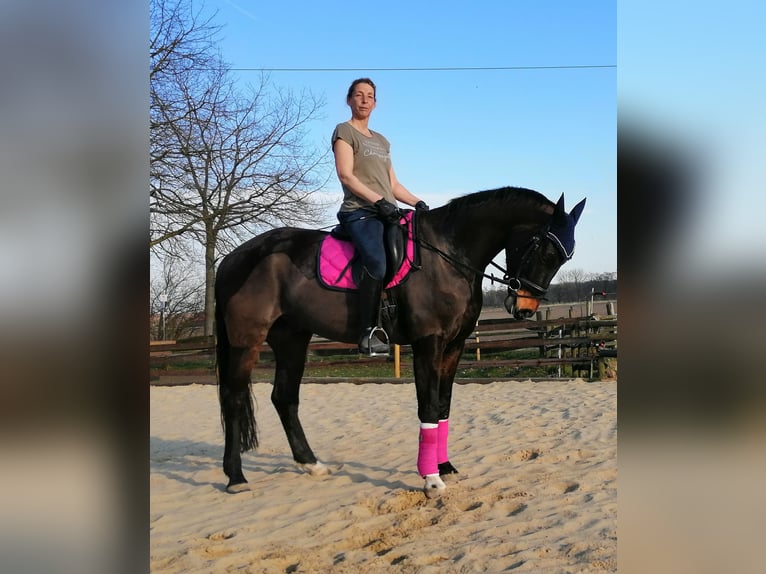 Weitere Warmblüter Hengst 7 Jahre 169 cm Brauner in Senden