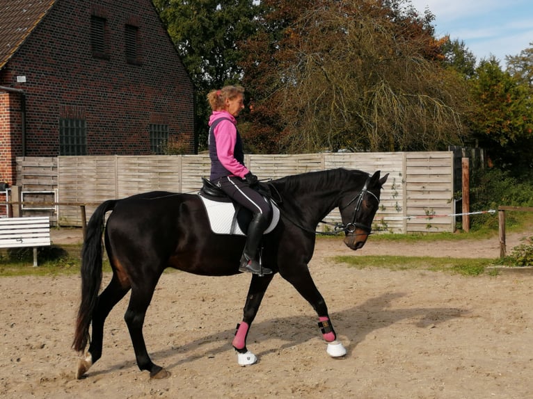 Weitere Warmblüter Hengst 7 Jahre 169 cm Brauner in Senden