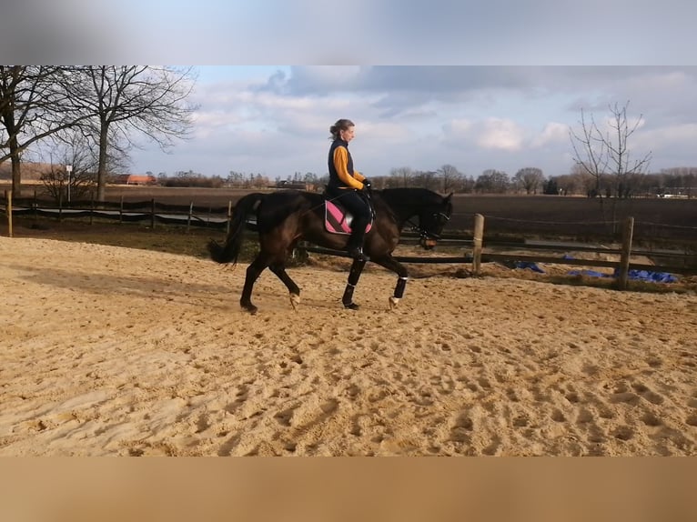 Weitere Warmblüter Hengst 7 Jahre 169 cm Brauner in Senden