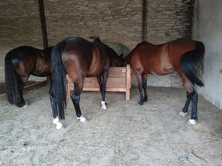 Weitere Warmblüter Hengst 8 Jahre 164 cm Dunkelbrauner in Rüthen
