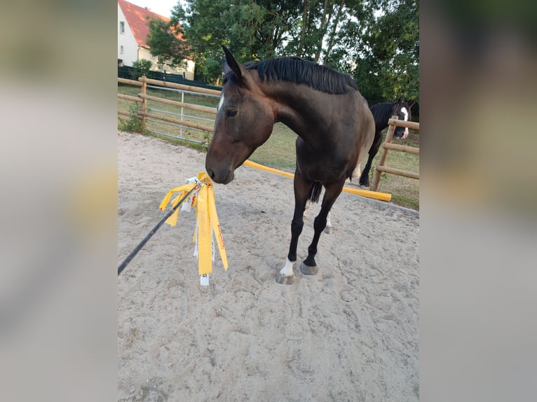 Weitere Warmblüter Hengst 8 Jahre 164 cm Dunkelbrauner in Rüthen