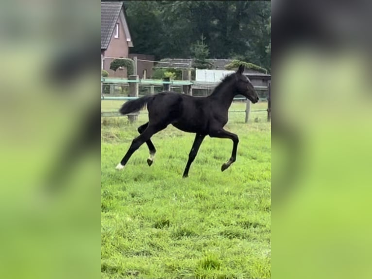 Weitere Warmblüter Hengst Fohlen (03/2025) 100 cm Rappe in Hopsten