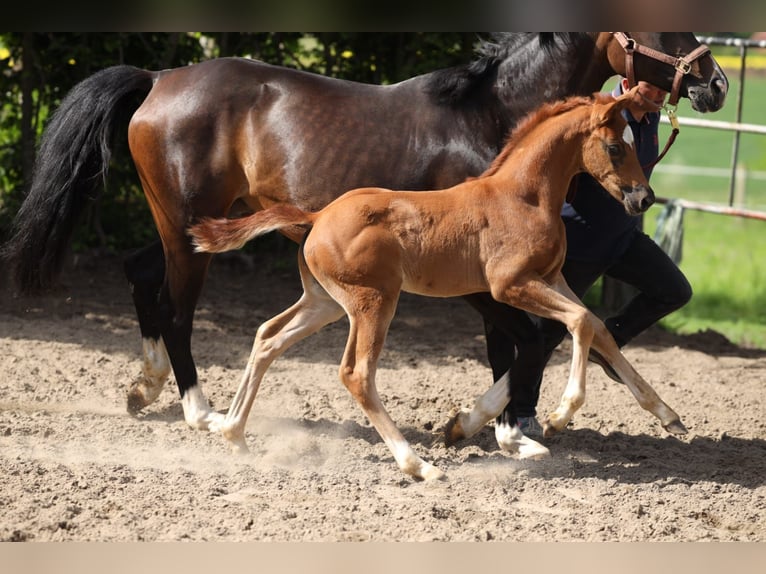 Weitere Warmblüter Hengst Fohlen (03/2026) 125 cm Dunkelfuchs in Oelde