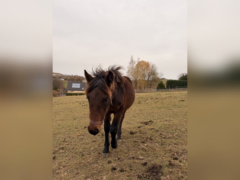 Weitere Warmblüter Mix Hengst Fohlen (03/2025) 155 cm Brauner in Drebach
