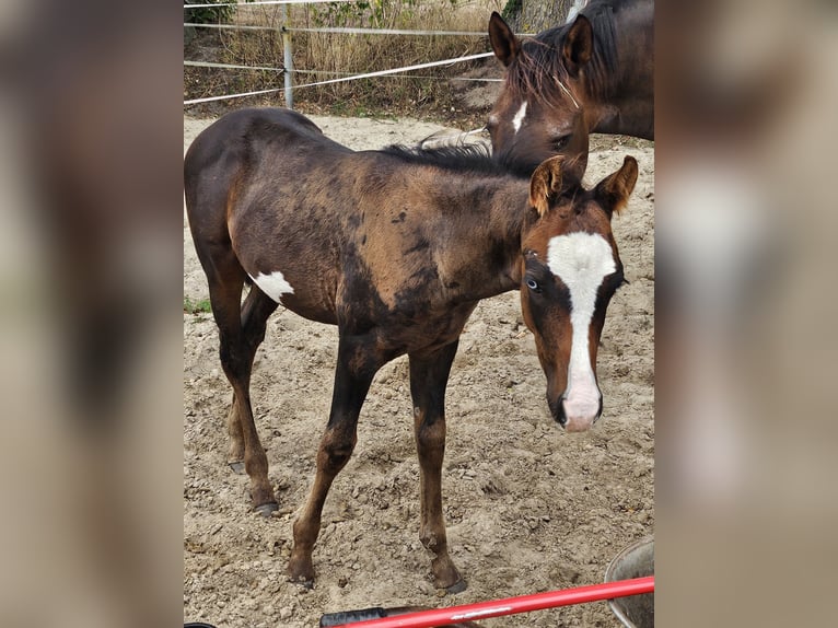 Weitere Warmblüter Mix Hengst Fohlen (06/2026) 155 cm Overo-alle-Farben in Friesoythe