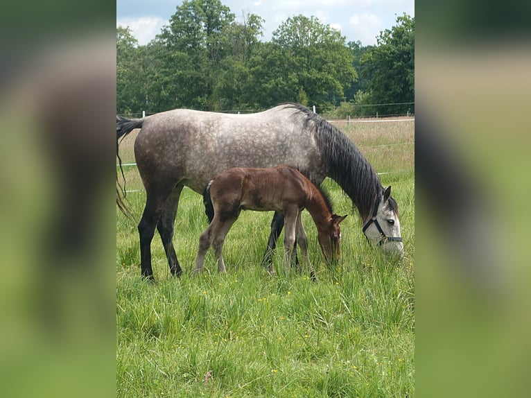 Weitere Warmblüter Mix Hengst  155 cm Schimmel in Wolfsburg