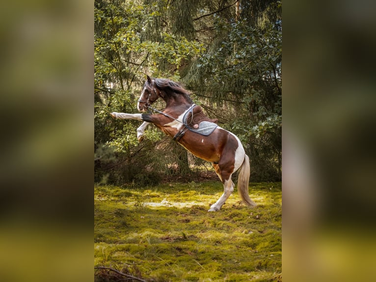 Weitere Warmblüter Mix Hengst  155 cm Schimmel in Wolfsburg