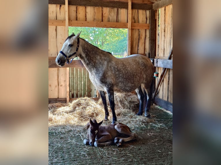 Weitere Warmblüter Mix Hengst  155 cm Schimmel in Wolfsburg
