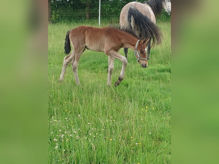 Weitere Warmblüter Mix Hengst  155 cm Schimmel in Wolfsburg