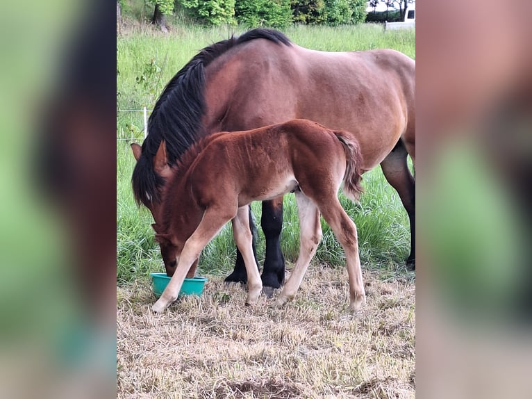 Weitere Warmblüter Mix Hengst  165 cm Brauner in Neustadt an der Orla