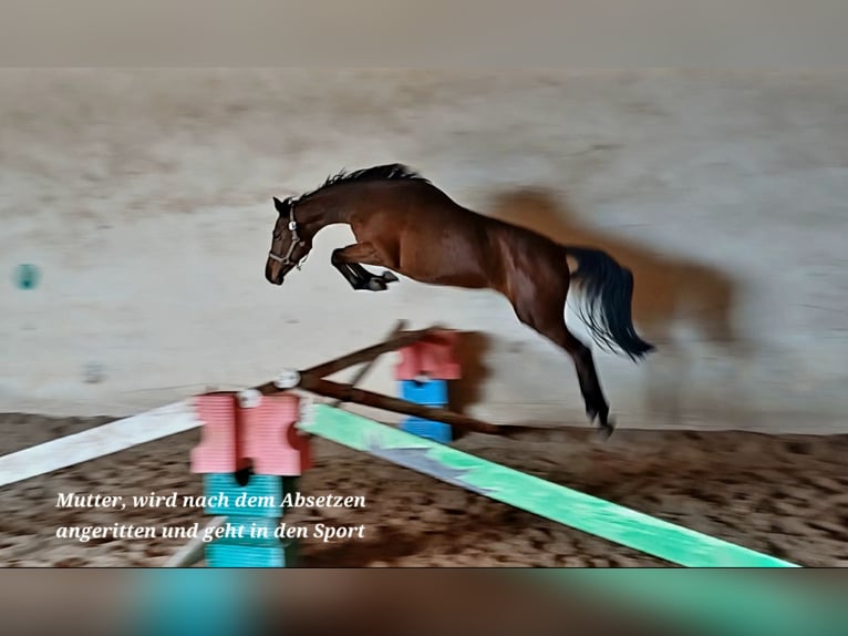 Weitere Warmblüter Hengst Fohlen (05/2025) 165 cm Brauner in Stulln