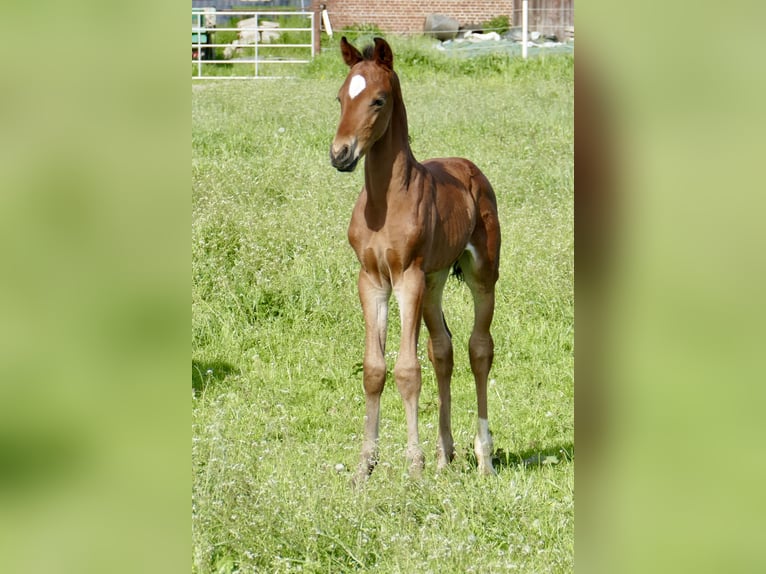 Weitere Warmblüter Hengst Fohlen (05/2025) 168 cm Brauner in Borgentreich