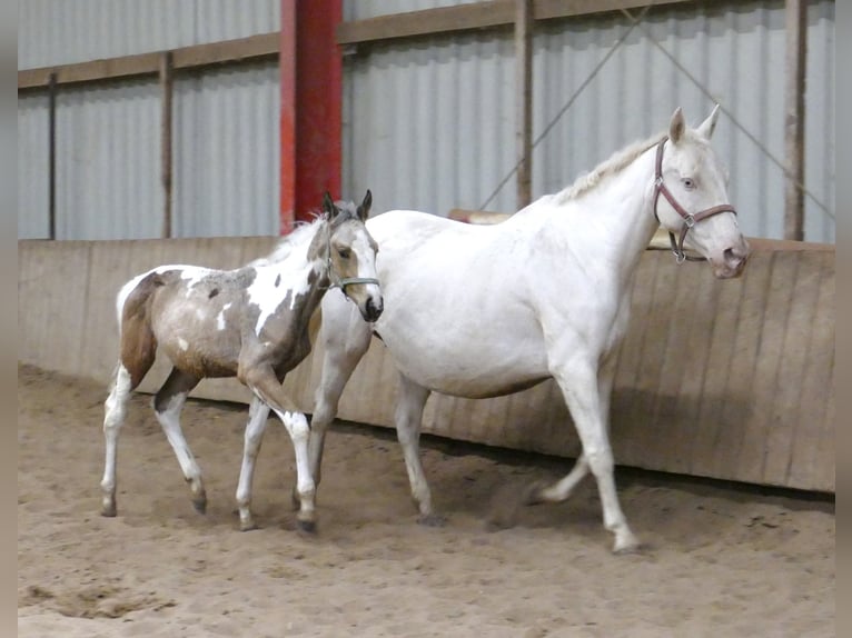 Weitere Warmblüter Hengst Fohlen (05/2025) 168 cm Schecke in Borgentreich