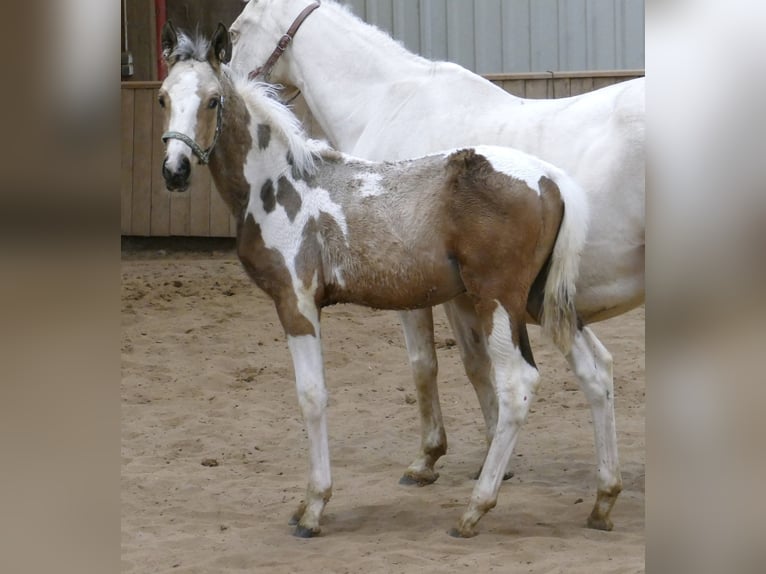 Weitere Warmblüter Hengst Fohlen (05/2025) 168 cm Schecke in Borgentreich