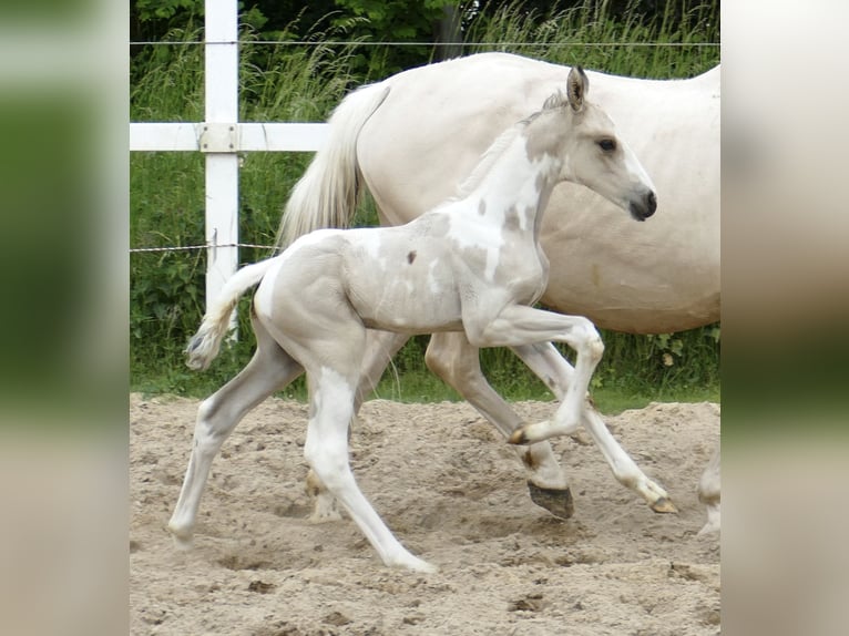Weitere Warmblüter Hengst Fohlen (05/2025) 168 cm Schecke in Borgentreich