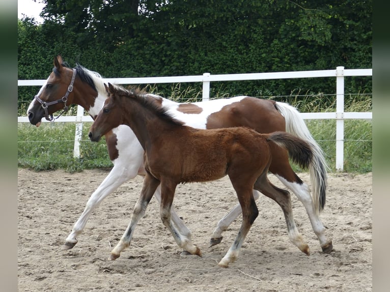Weitere Warmblüter Hengst Fohlen (03/2023) 170 cm Brauner in Borgentreich