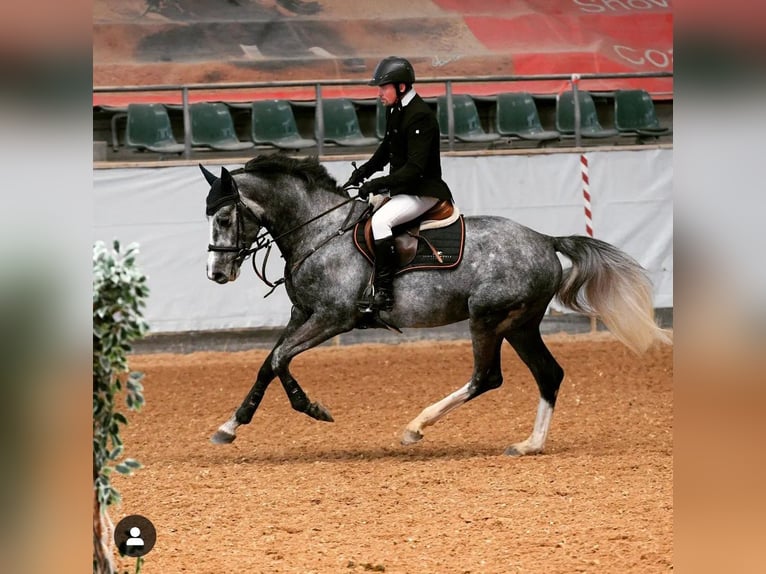 Weitere Warmblüter Hengst Fohlen (05/2025) 170 cm Fuchs in Stulln