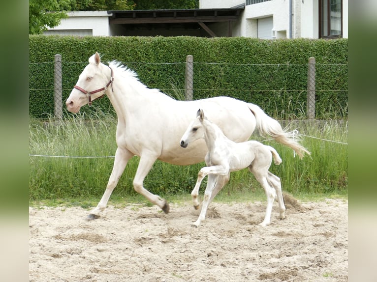 Weitere Warmblüter Hengst  170 cm Schecke in Borgentreich
