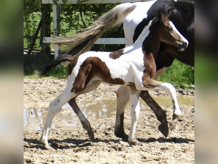 Weitere Warmblüter Hengst  170 cm Schecke in Borgentreich