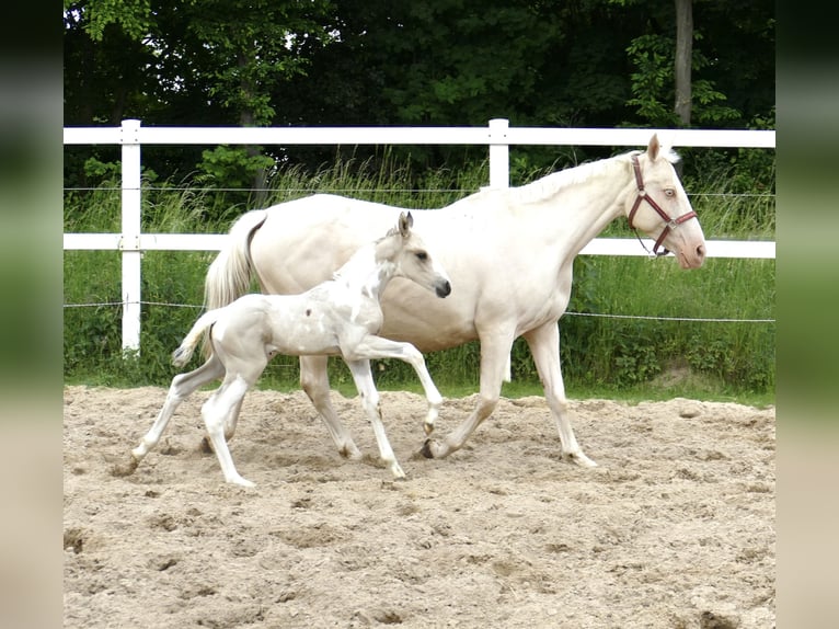 Weitere Warmblüter Hengst  170 cm Schecke in Borgentreich