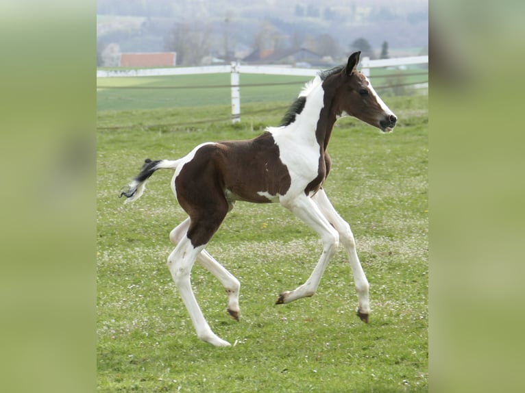 Weitere Warmblüter Hengst Fohlen (04/2026) 170 cm Schecke in Borgentreich