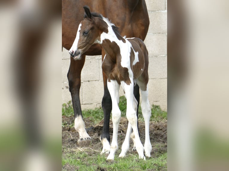 Weitere Warmblüter Hengst Fohlen (04/2026) 170 cm Schecke in Borgentreich
