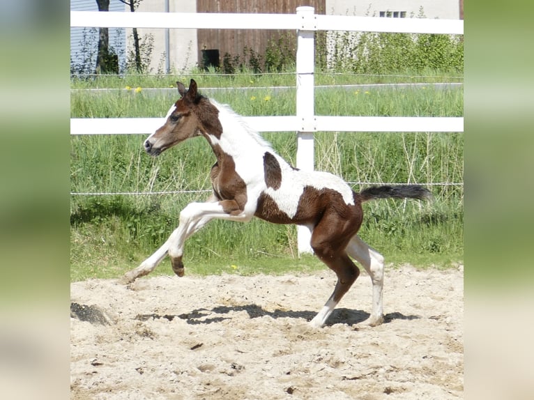 Weitere Warmblüter Hengst  170 cm Schecke in Borgentreich