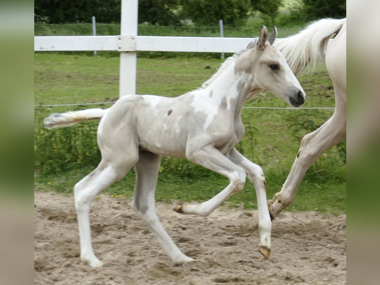 Weitere Warmblüter Hengst  170 cm Schecke in Borgentreich