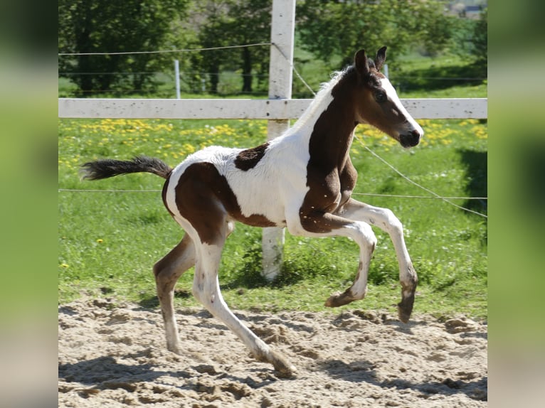 Weitere Warmblüter Hengst  170 cm Schecke in Borgentreich