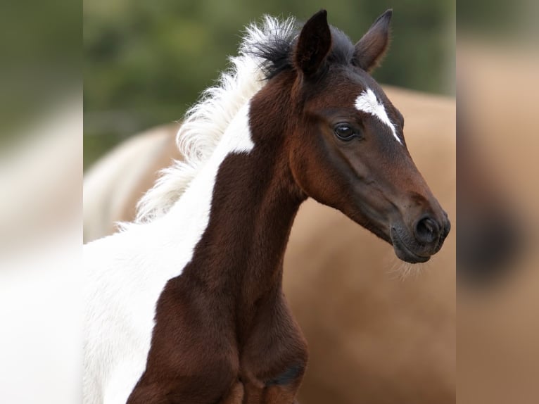 Weitere Warmblüter Hengst Fohlen (03/2026) 170 cm Schecke in Borgentreich
