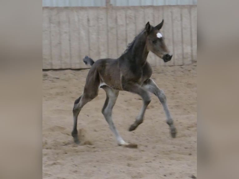 Weitere Warmblüter Hengst Fohlen (02/2026) 170 cm Schwarzbrauner in Borgentreich