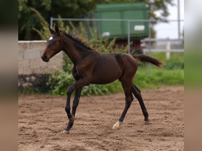 Weitere Warmblüter Hengst Fohlen (04/2026) 170 cm Schwarzbrauner in Borgentreich