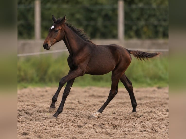 Weitere Warmblüter Hengst Fohlen (04/2026) 170 cm Schwarzbrauner in Borgentreich