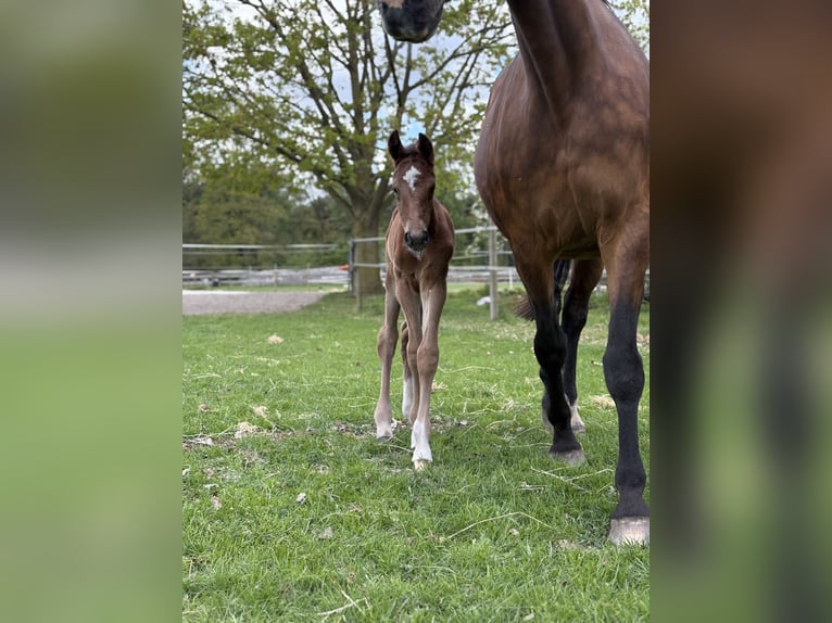 Weitere Warmblüter Hengst Fohlen (04/2026) Brauner in Horst